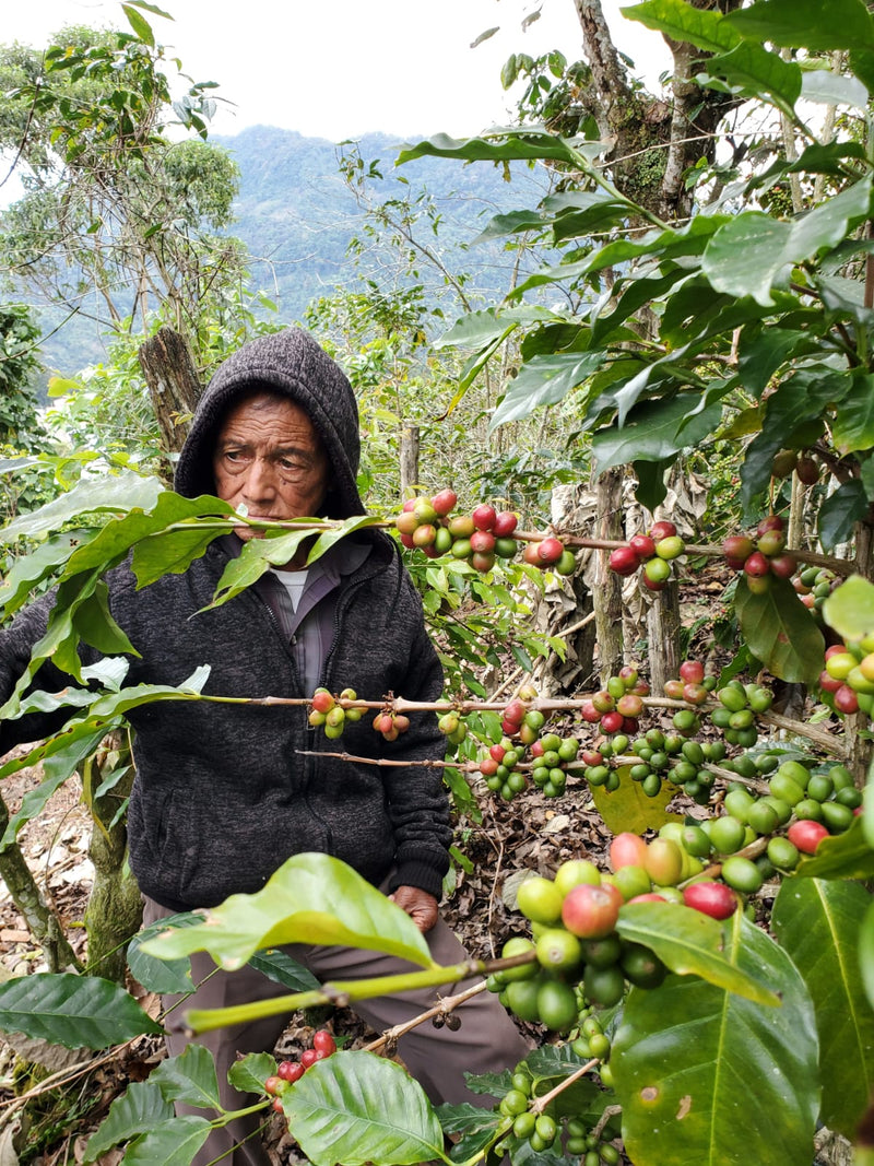 Intazza Coffee Intazza Mug & Grub